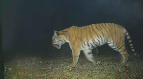 Funds from your tiger adoption have helped provide 16 pairs of camera traps in Chitwan National Park.