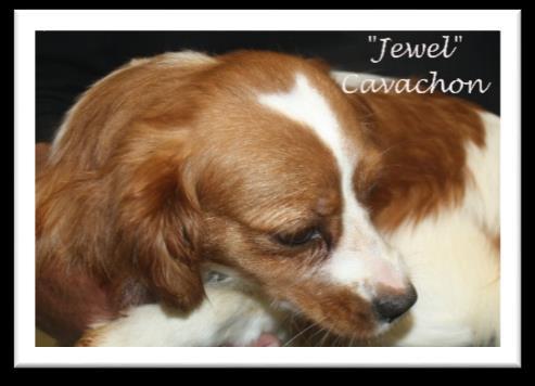 Peach X Romeo XS CavaPooChons - (~ 12 lbs.) 1. Puppies Ready for New Homes July 3, 20