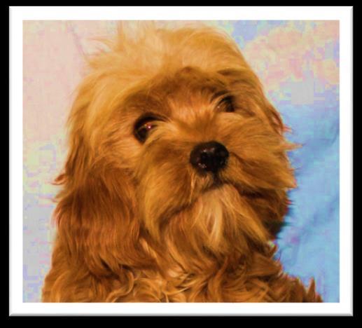 Bertie X Spanky XS CavaPooChons - (~ 10 lbs.) 1. Puppies Ready for New Homes July 25, 2018 Waitlist Closed. 2. Puppies Ready for New Homes Feb.