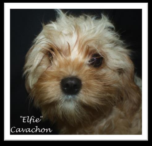 .. Elfie s smaller CavaPooChon puppies should have red, golden and red/white coats that are soft curl or wavy. Junie Moon X Dash XS CavaPooChons - (~ 10 lbs. or less) 1.