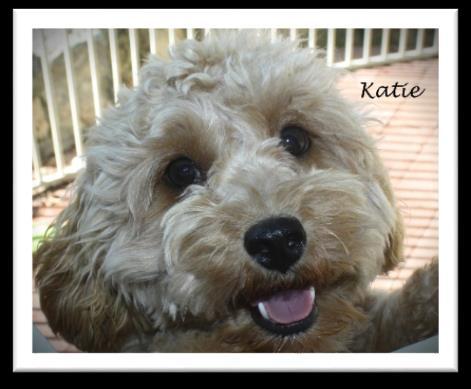 Cava-Doodle and she brings a beautiful disposition, sweet personality and wavy-curl coat to