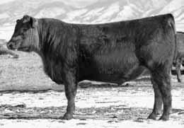 14 38 8-2.0 38 64 25 45 7 15 2 6 Act BW 205 Wt 365 Wt Scrotal IMF / T 66 806 1295 38 13.1 3.32 0.24 1.11 This is a standout birth to weaning bull.
