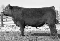 A solid set of, 106 WW ratio, 105 YW ratio, 106 IMF ratio. Dam is a nice uddered Grand Canyon/Rambo bred cow with a 102.4 Mppa. 15 FEDDES SAKIC X12 01/23/10 Reg No.