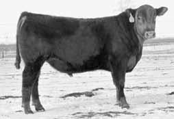 5-0.4 40 59 19 39 3 8-1 6 Act BW 205 Wt 365 Wt Scrotal IMF / T 74 790 1157 38.5 14.8 3.23 0.18 1.45 Heifer bull deluxe, with a 790 WW 104 ratio.