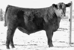 Dam is a Grand Canyon daughter from the powerful Chris cow family, and also a daughter of our 426 donor, who is making a BIG impression in our herd. Dams Mppa 102 17.