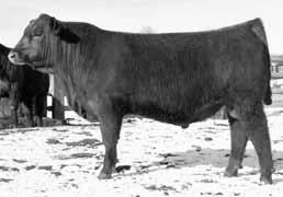 It is very rare to find a calving ease bull with 723 weaning weight, 1204 yearling, 13.7 and IMF 5.06(133 ratio).