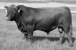 He sires low maintenance females with sound udders and bulls with extra base, scrotal size, depth of rib and thickness.