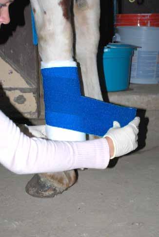 Emergency Care For Significant Cuts, Scrapes & Abrasions Any kind of bandage placed around a horse's distal limb 2 3 4. Unrolling of the flexible veterinary wrap 2.