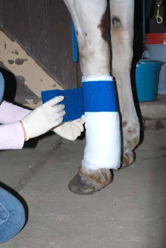 Spiraling the wrap down the leg, ensuring tendon is being pulled to the center line of the horse must be properly placed.