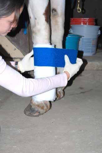 For a right leg, wrap clockwise and for a left leg wrap counter-clockwise This correct bandage placement pulls the tendons in towards the center line of the horse.