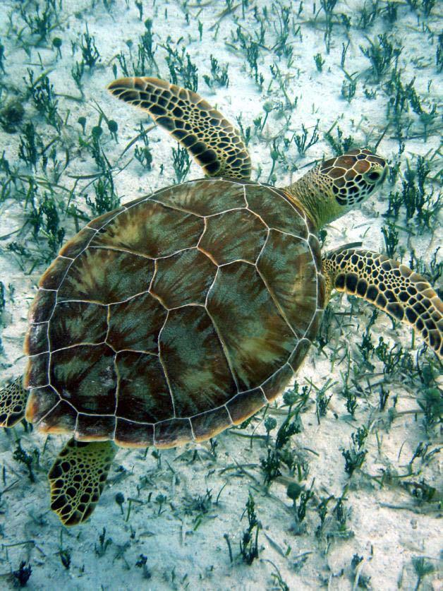 Society - UK Tom Stringell Marine Turtle