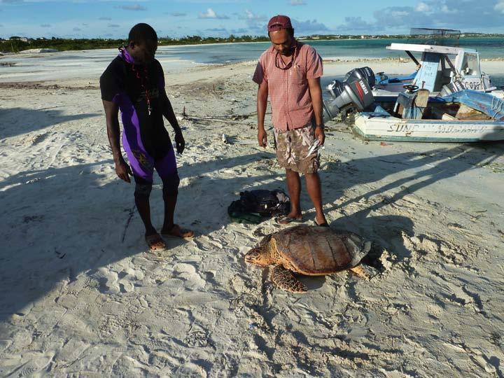 turtle fishery ban; species bans; quotas; maximum/minimum size
