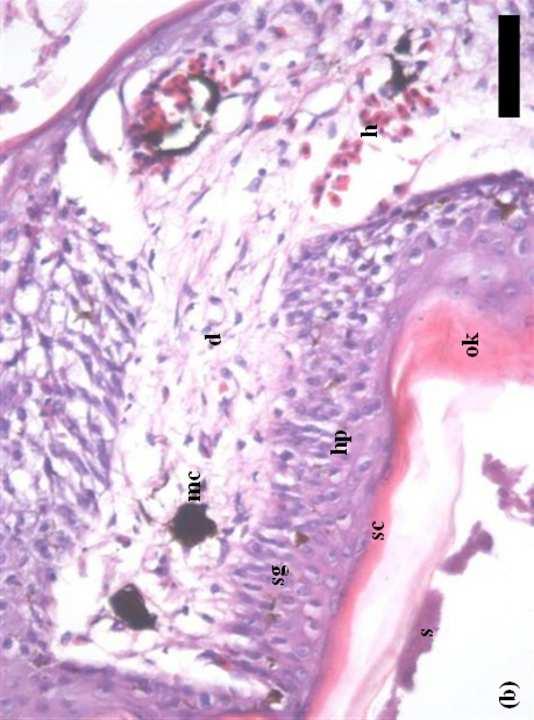 Histopathology infected skin (Fig