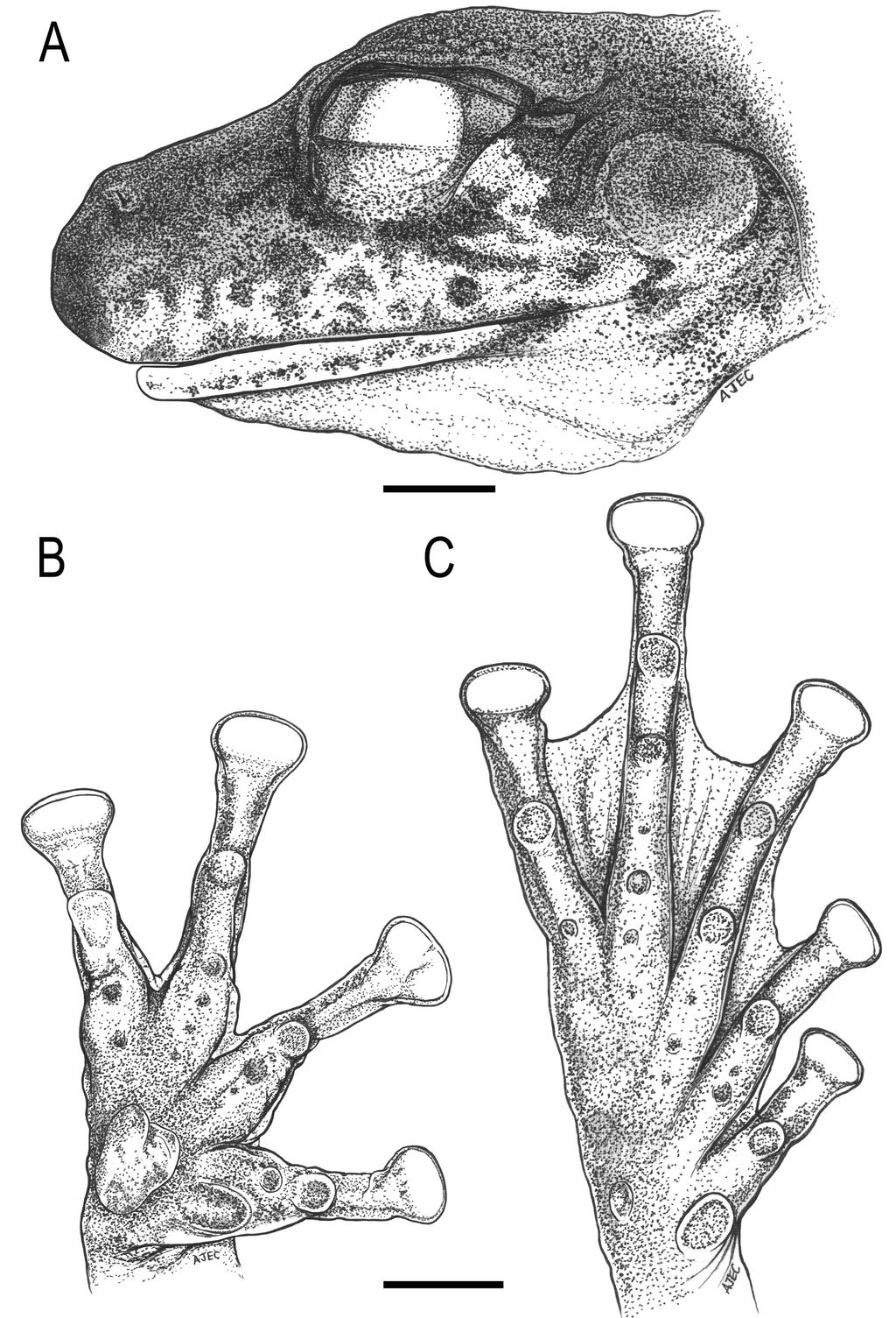 FIGURE 2. Scinax haddadorum sp. nov., holotype (MZUSP 152328). A: Head in profile.