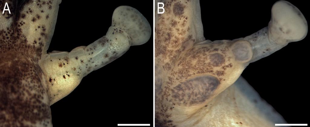 FIGURE 3. Nuptial pad of the left hand of Scinax haddadorum sp. nov., holotype (MZUSP 152328). A: Dorsal view. B: Ventral view. Scale bar = 1 mm. FIGURE 4.