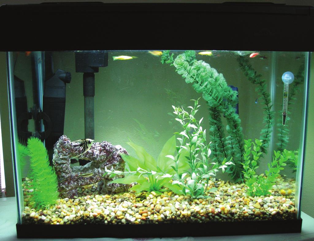 However, potential hobbyists should consider the basic requirements of managing an aquarium before establishing one.