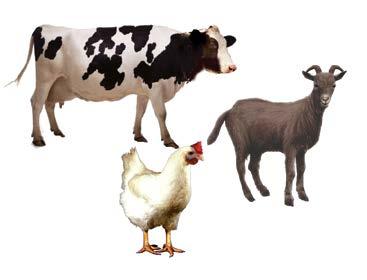 It is estimated that world demand for animal protein (milk, eggs, meat) will increase by 70% by the year 2050.