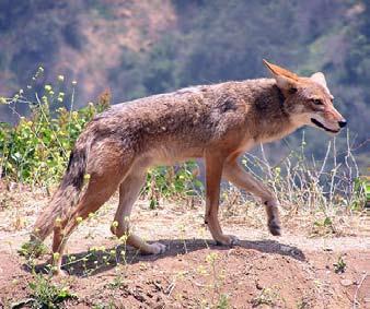 COYOTES The word coyote (Canis latrans) means barking dog and is derived from the Aztec word coyote. Native Americans called the coyote the song dog because of its characteristic howls.