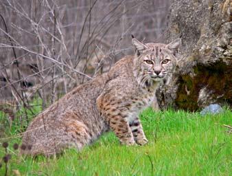 BOBCAT Often called a bay lynx, barred bobcat, catamount, lynx cat, wildcat, or cat of the mountains, the bobcat (Lynx rufus) is one of the most elusive of all furbearing animals.