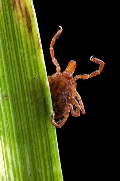 Ticks quest to find a host They do not drop from trees Finding Host Sit on ground