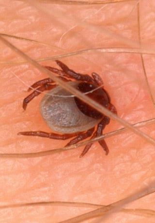 Ticks need one blood meal per molt Feeding Ticks attach and feed gradually over a period of several to many days.