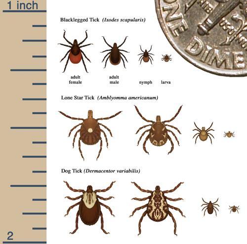 Three common species in VA: Blacklegged Tick