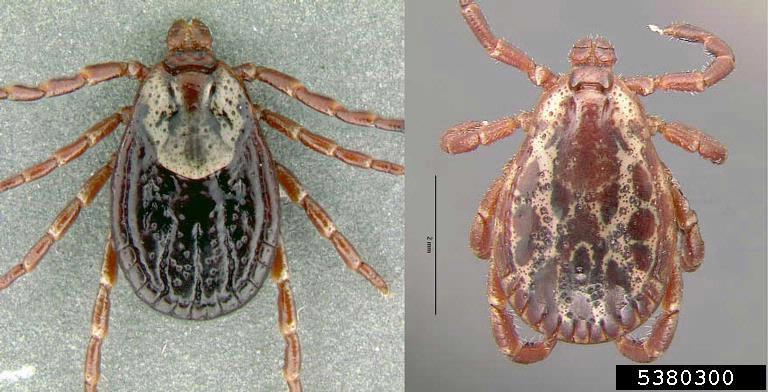 American Dog Tick Dermacentor variabilis Also quite common in VA Large ticks, like to feed near the hairline Females and males