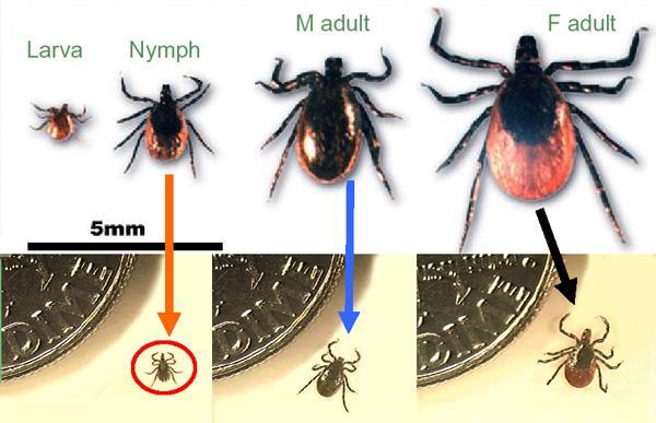 Blacklegged Tick Ixodes scapularis Also known as the Deer tick Two year life