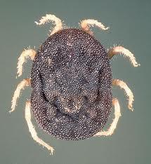 Ticks Arachnids Blood feeders Must have protein for eggs Two major
