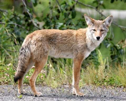 Coyote Black-tipped