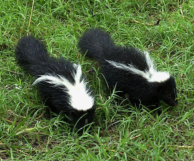 H A B I T A T M E A N S H O M E M A M M A L S SKUNK Everyone knows the skunk black fur with a white stripe down its back and big bushy tail.