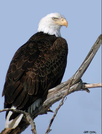 H A B I T A T M E A N S H O M E B I R D S BALD EAGLE The bald eagle is a big bird with a brown body, white head and tail, and yellow feet.