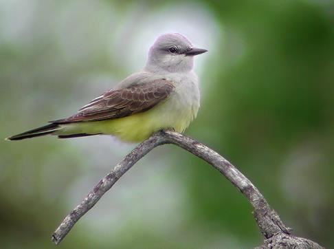 H A B I T A T M E A N S H O M E B I R D S KINGBIRD The western kingbird likes riverbottom forest where it hunts for insects when flying.