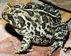 H A B I T A T M E A N S H O M E A M P H I B I A N S & R E P T I L E S TOAD Unlike frogs, toads have dry skin. It is thick and warty so they can live farther away from water than frogs can.