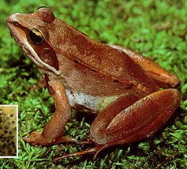 Its body can be green, brown and black. It catches insects with its sticky tongue.