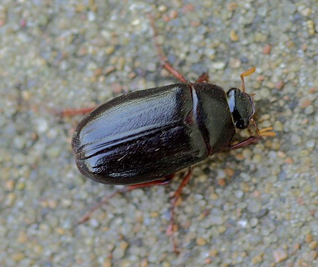 H A B I T A T M E A N S H O M E I N S E C T S, B U G S & O T H E R T H I N G S BEETLES Beetles have a hard case covering their wings on their backs.