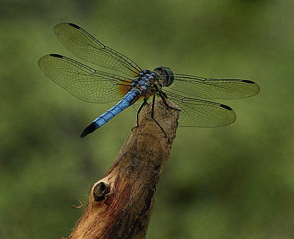 H A B I T A T M E A N S H O M E I N S E C T S, B U G S & O T H E R T H I N G S DRAGONFLIES Dragonflies are fierce carnivores both as larvae in the water and flitting about eating
