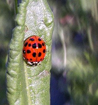 H A B I T A T M E A N S H O M E I N S E C T S, B U G S & O T H E R T H I N G S LADYBUG BEETLE Ladybugs are also called