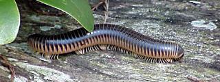 Like the centipede they look like a worm with lots of legs 115 pairs on the common millipede.