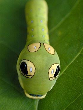 swallowtail caterpillar is disguised to look like