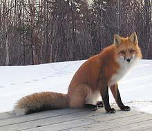 H A B I T A T M E A N S H O M E M A M M A L S RED FOX The red fox is common in the riverbottom
