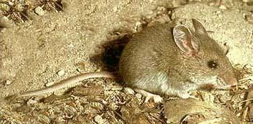 H A B I T A T M E A N S H O M E M A M M A L S DEER MOUSE A deer mouse is very small when born it weighs less than a penny. It mostly comes out at night.