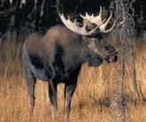 bottoms. Herbivorous. Lives up to 16 years. Male is polygamous; rut runs Oct.