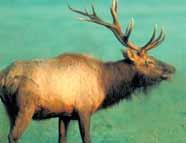 All males and more than half of females have semipalmated antlers with a