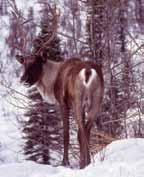 Elk (Wapiti) Dark brown to tan coloring; yellowish rump patch and tail.