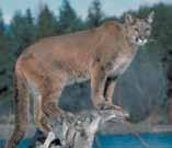 Mountain Lion (Cougar) Large tan cat with long darktipped