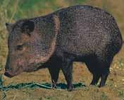 Collared Peccary (Javelina) Pig-like with coarse black and gray hair and collar of light-colored hair