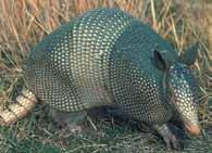 Nine-Banded Armadillo Small cat-sized with grayish-brown