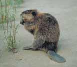American Beaver Large-sized, brown rodent; naked tail,
