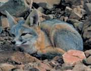 Common Gray Fox Medium-sized with saltand-pepper fur; face is